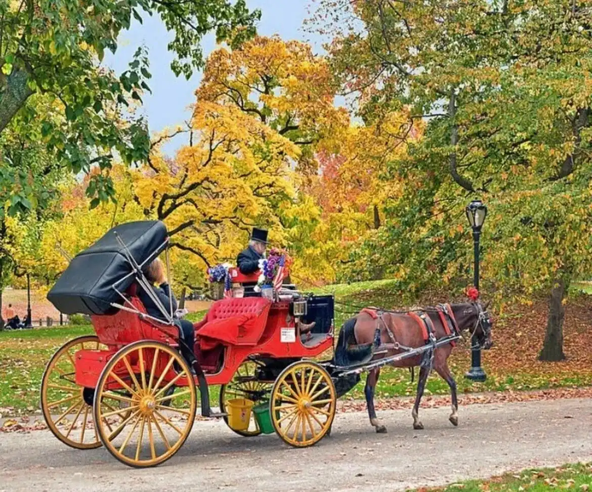 VIP Central Park Carriage Rides