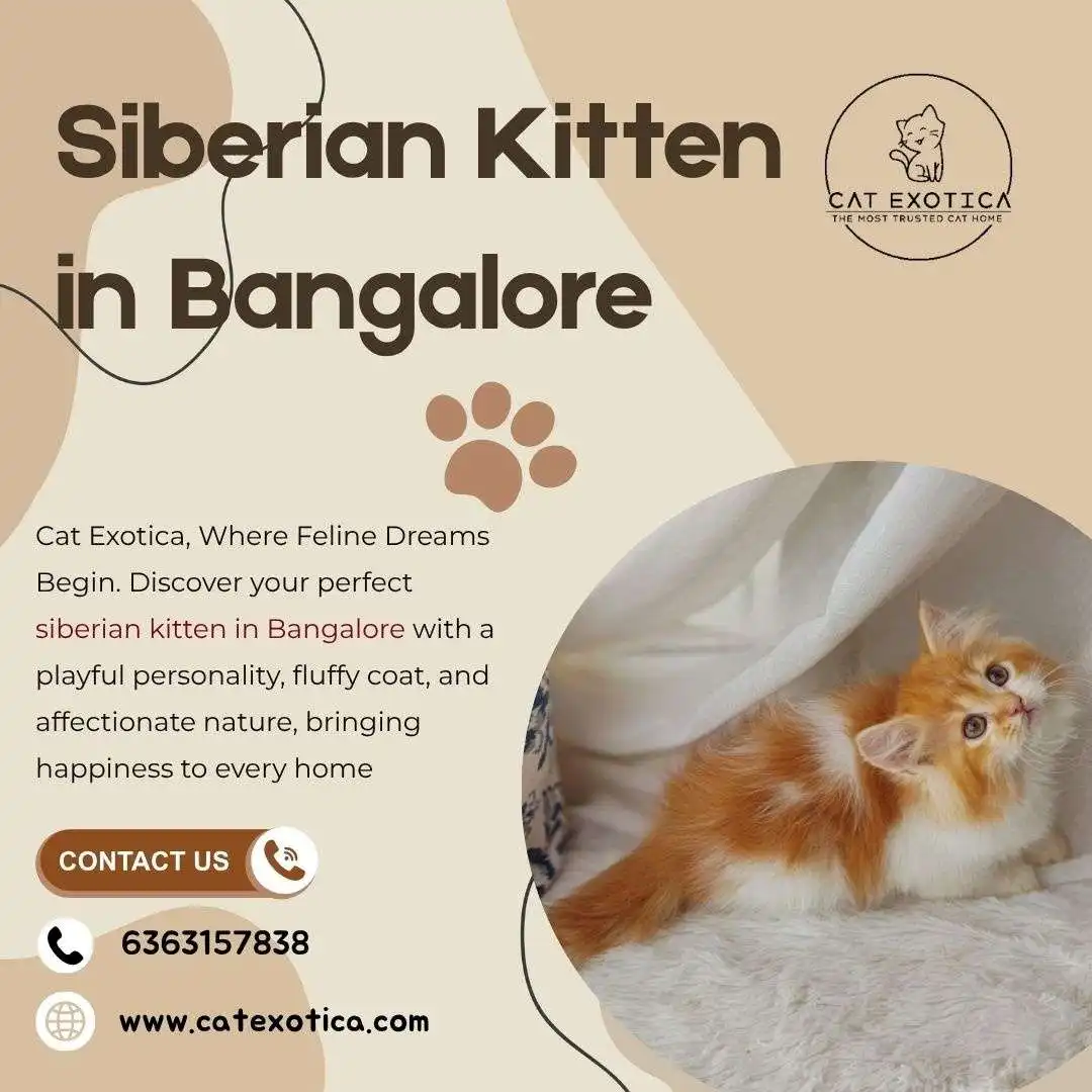 Siberian Kitten in Bangalore