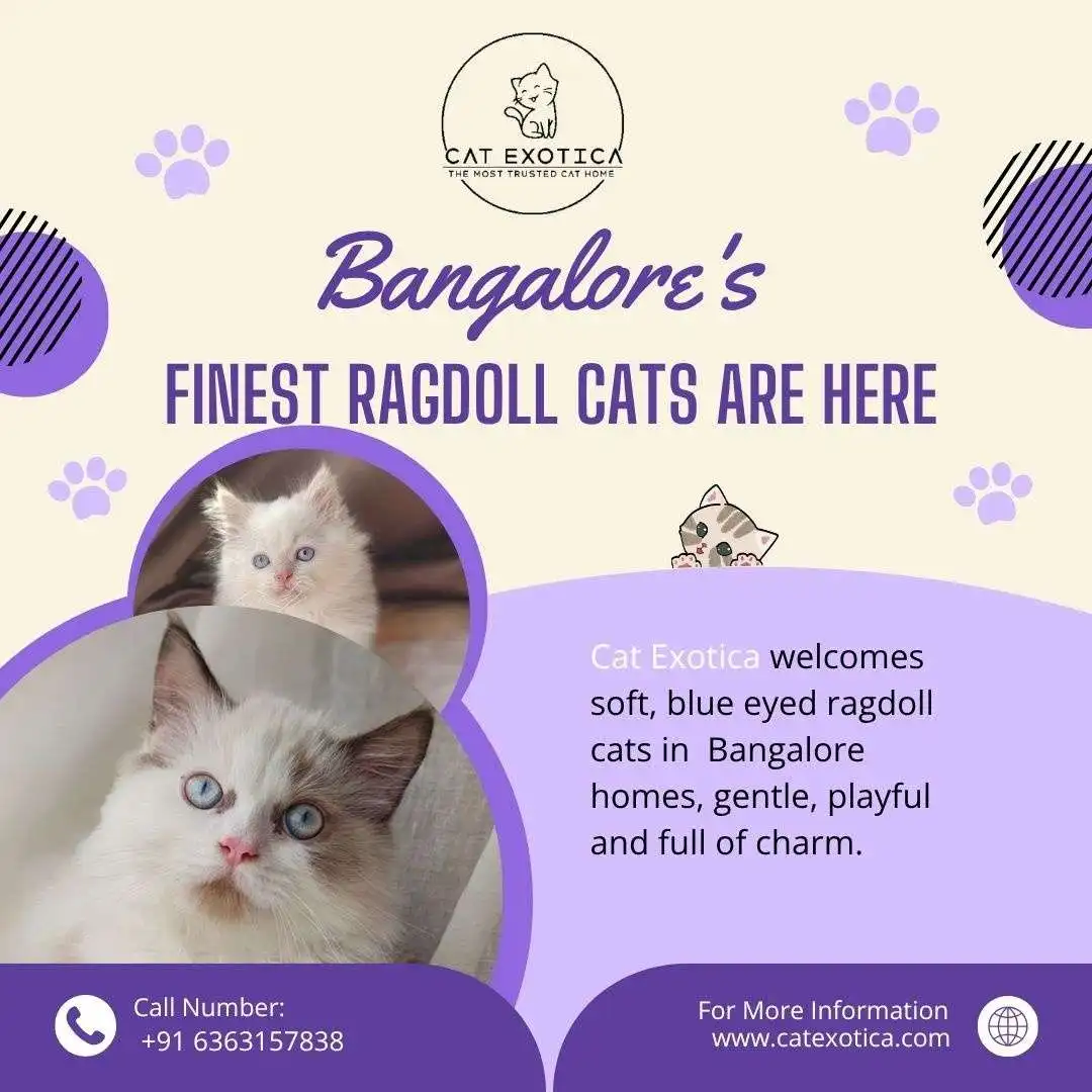 Ragdoll Cat Sale in Bangalore