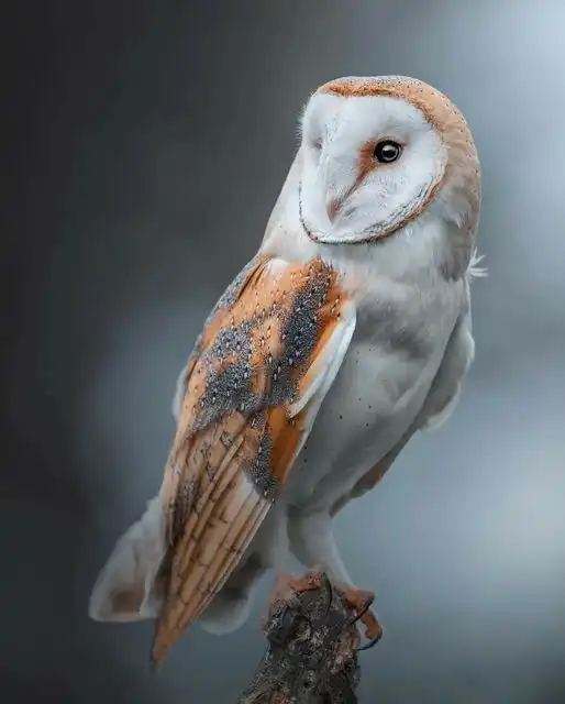 Support Healthy Gardens Naturally With Owls for Pest Control