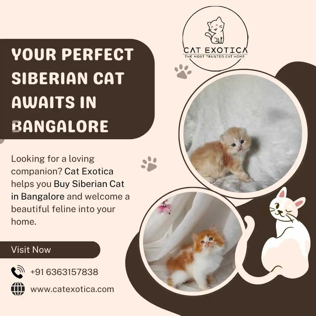 Buy Siberian Cat in Bangalore