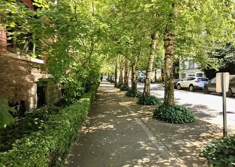 Shop Evergreen Trees Online | Evergreen Trees with Delivery, Planting & 1-Year Warranty