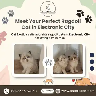 Ragdoll Cat in Electronic City