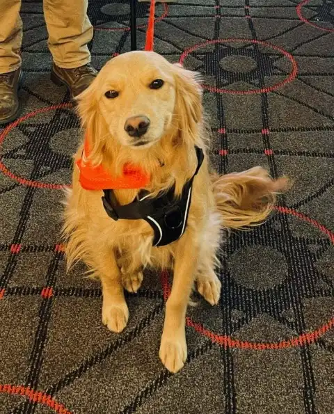 Michigan Service Dog Training