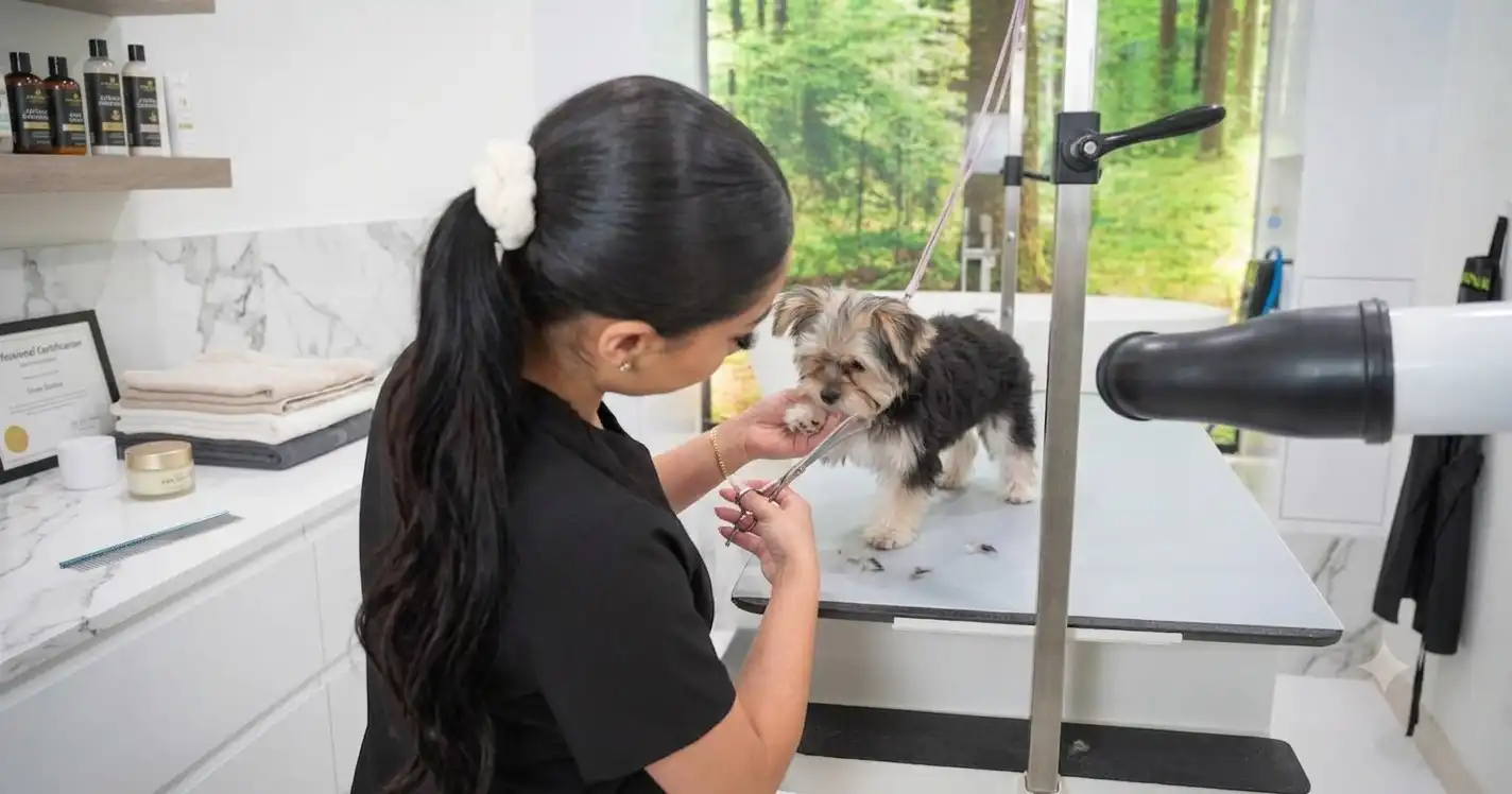 Shop Pet Grooming Packages for Your Pet Today