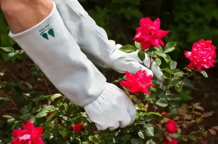 Leather Rose Pruning Gloves