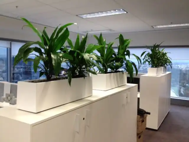 Best Indoor Office Plants Melbourne for Modern Workspaces