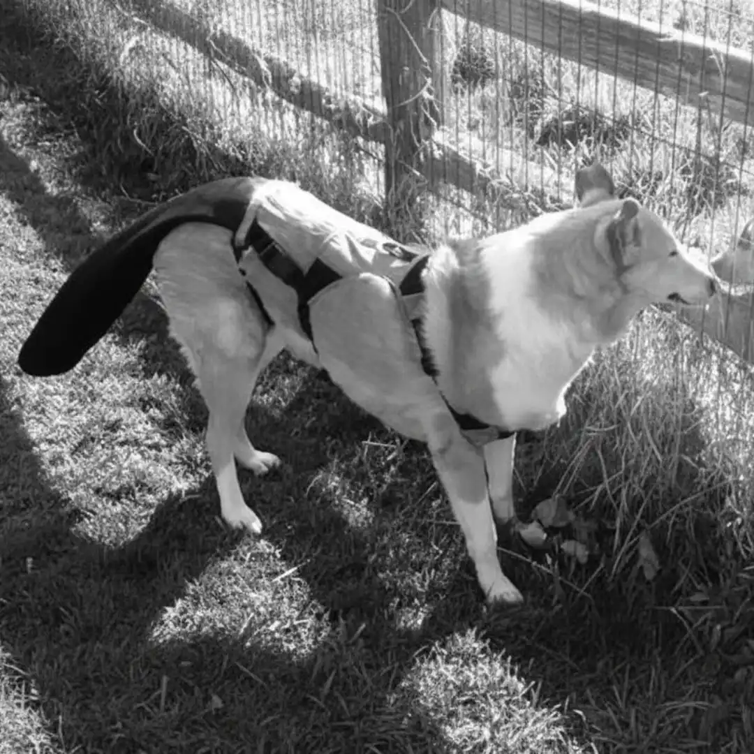 Dog Tail Wound Cover: Help Keep Wounds Protected