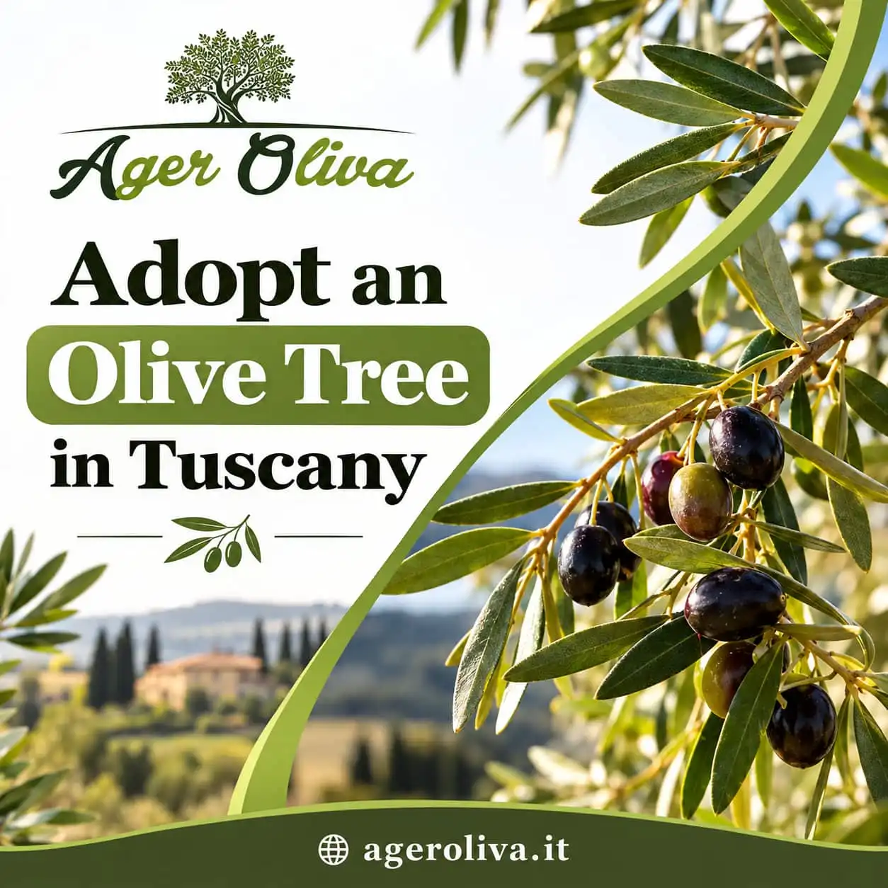 Adopt an olive tree in Tuscany
