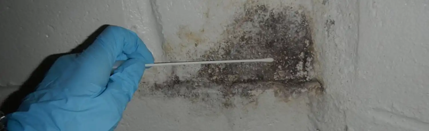  Generate Quality Leads Through Professional Mold Inspection Leads